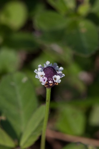 Phyla nodiflora #1