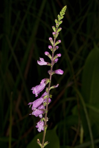 Physostegia purpurea #3