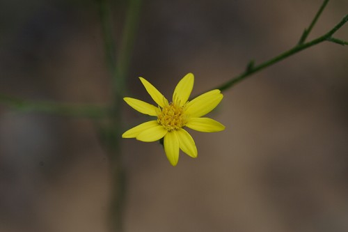 Pityopsis graminifolia #1