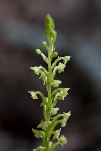 Platanthera flava #26