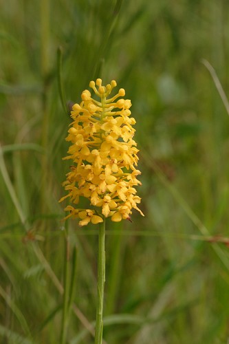 Platanthera integra #1