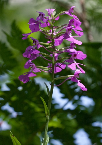 Platanthera peramoena #2