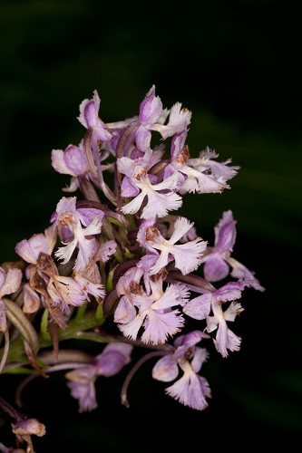 Platanthera psycodes #2