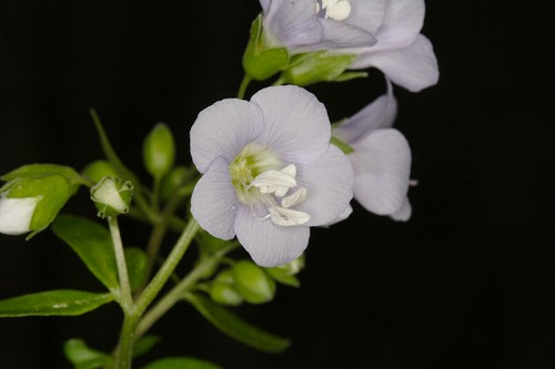 Polemonium reptans #1