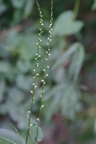 Persicaria virginiana #2