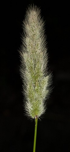 Polypogon monspeliensis #2