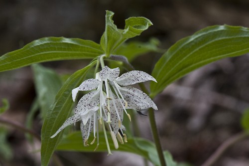 Prosartes maculata #8