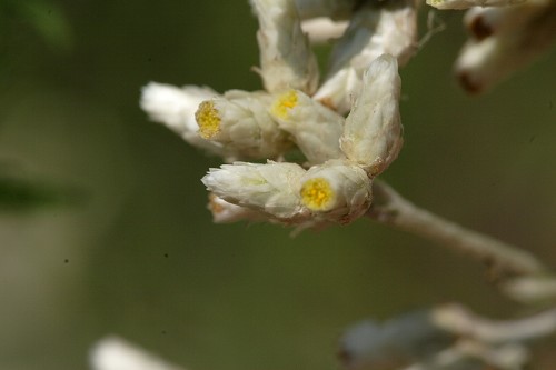 Pseudognaphalium obtusifolium #1