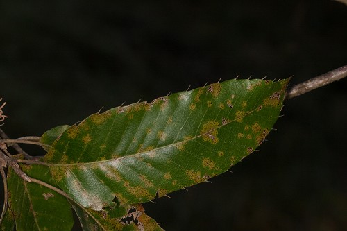 Quercus acutissima #6