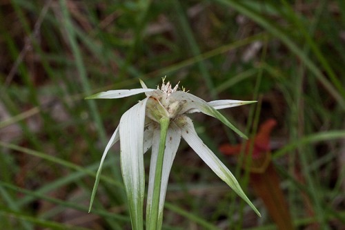 Rhynchospora latifolia #4