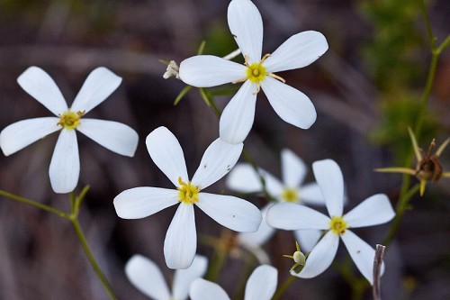 Sabatia difformis #2