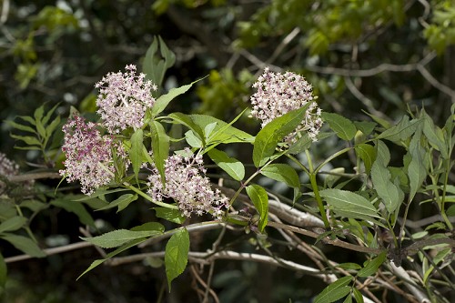 Sambucus racemosa #19