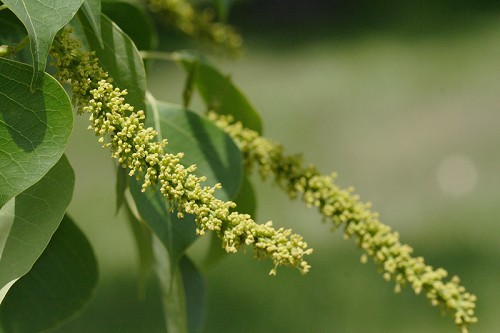 Triadica sebifera #2