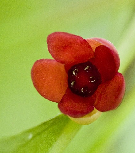 Schisandra glabra #21