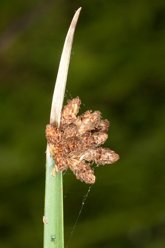 Schoenoplectus americanus #2