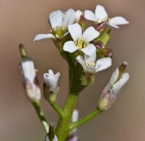 Sibara virginica #4