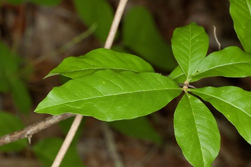 Sideroxylon lycioides #1