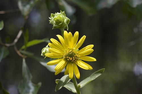 Silphium asteriscus var. trifoliatum #9