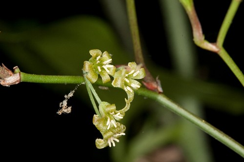 Smilax smallii #2