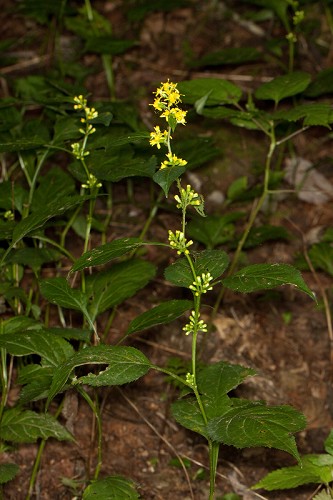 Solidago flexicaulis #1