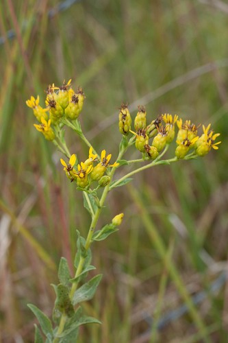 Solidago rigida #20