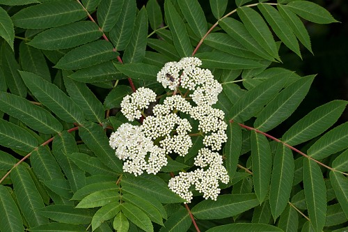 Sorbus americana #12