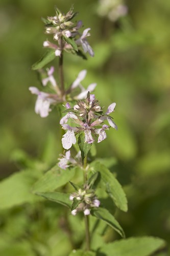 Stachys floridana #1