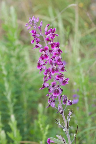 Streptanthus maculatus ssp. obtusifolius #1