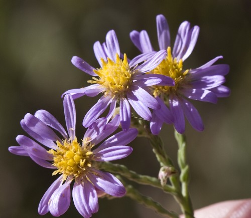 Symphyotrichum adnatum #4