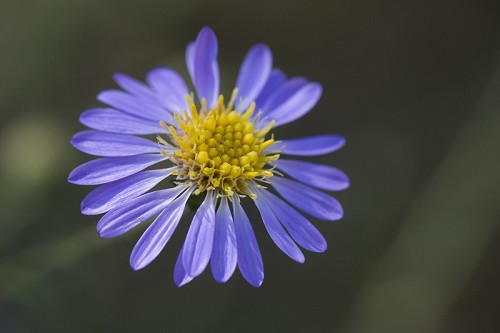 Symphyotrichum patens #10