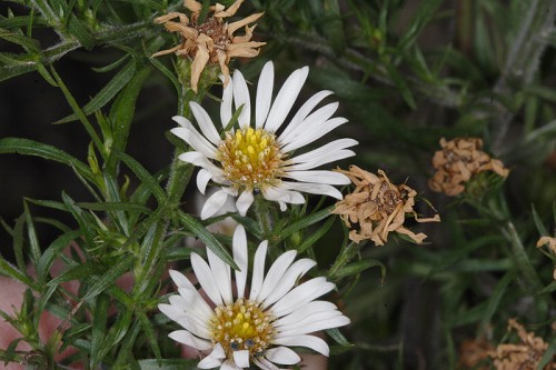 Symphyotrichum pilosum #3