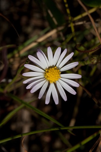 Symphyotrichum tenuifolium #19