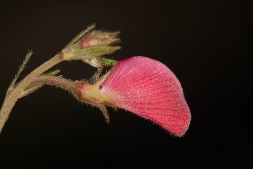 Tephrosia chrysophylla #15