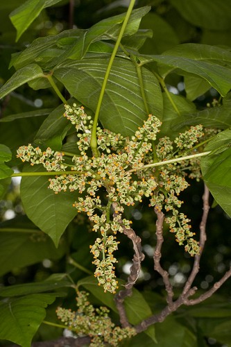 Toxicodendron radicans #26