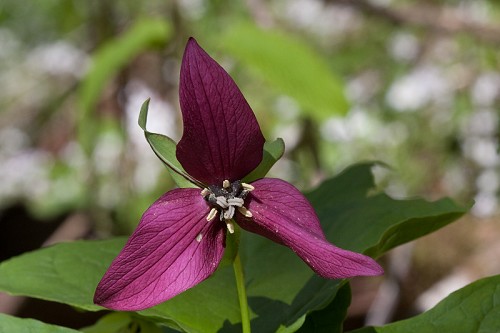 Trillium erectum #19