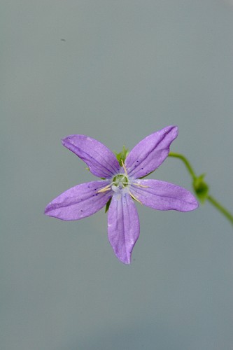 Triodanis biflora #2