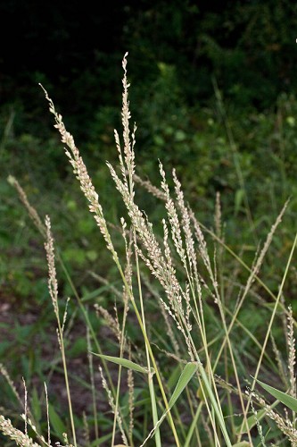 Urochloa texana #3