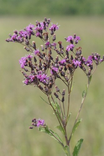 Vernonia gigantea #1