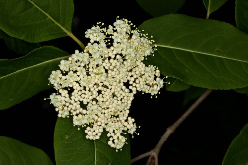 Viburnum cassinoides #1