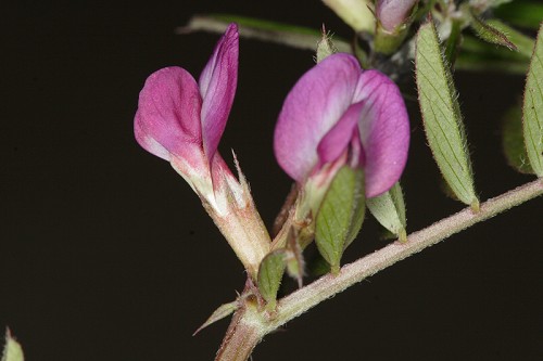 Vicia sativa #3