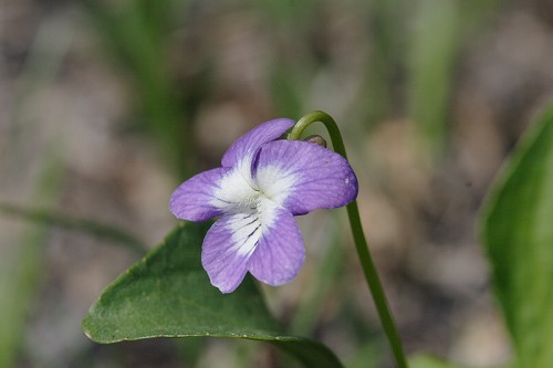 Viola palmata #1