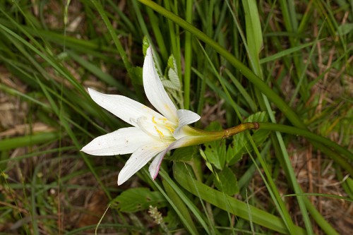 Zephyranthes treatiae #4