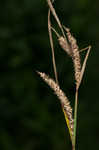 Upright sedge