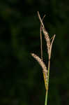 Upright sedge