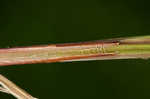 Upright sedge