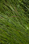 Upright sedge