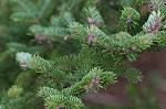 Fraser fir