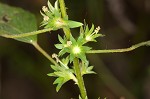 Common threeseed mercury