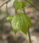 Striped maple