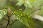 Striped maple